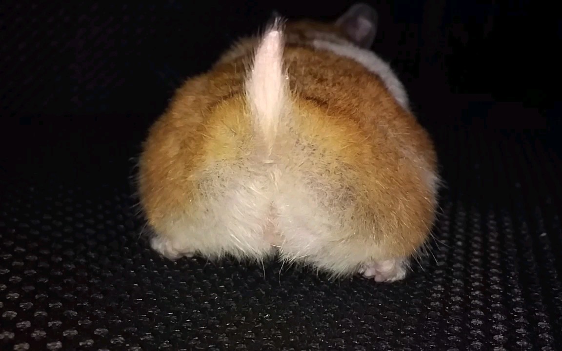 金丝熊闪电给发情的母仓鼠按摩