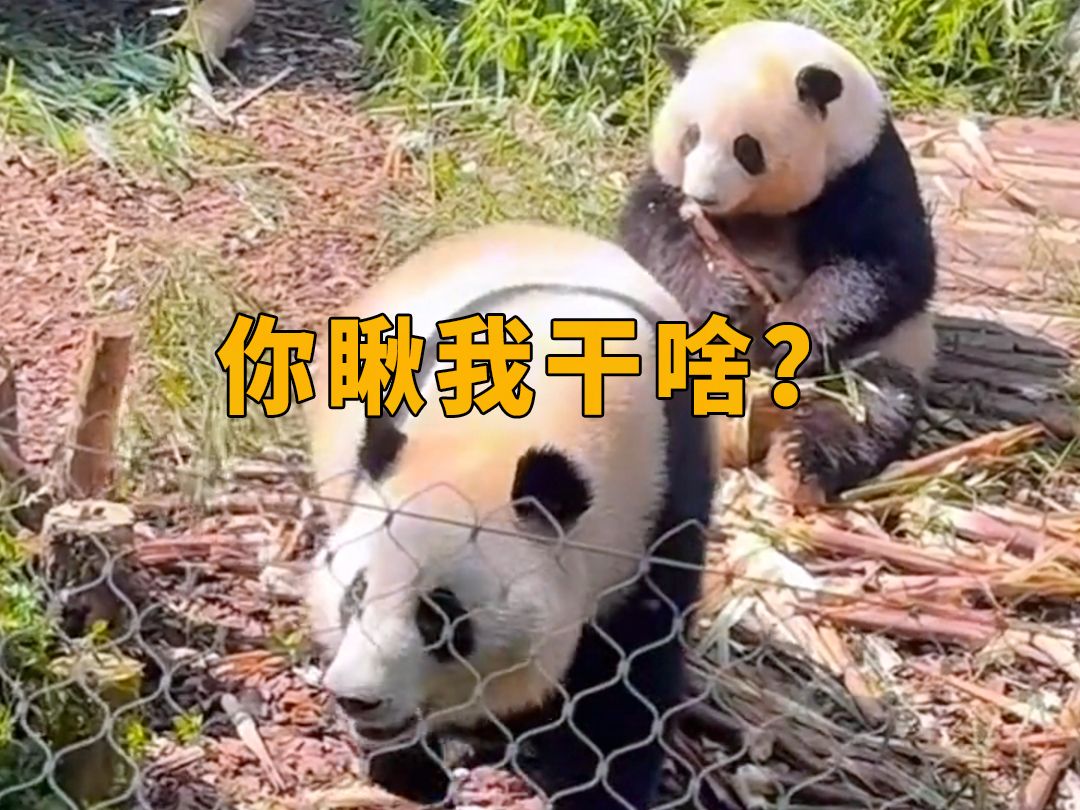 和叶:你瞅啥?花花:瞅你咋滴?