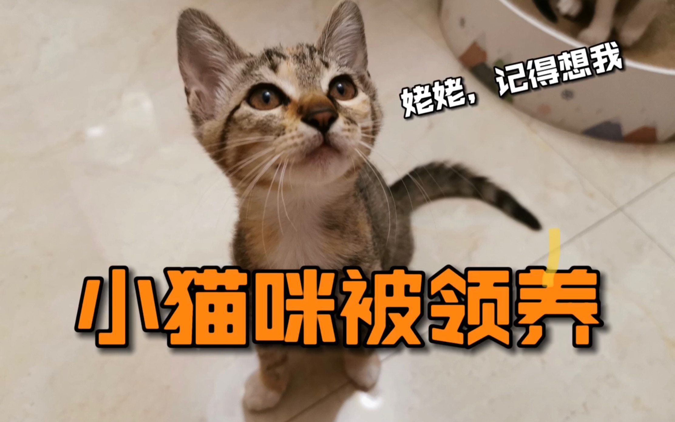 小猫咪喜提铲屎官,给小猫剪指甲和驱虫,到了新家要乖哦!我会想你的,小六哔哩哔哩bilibili