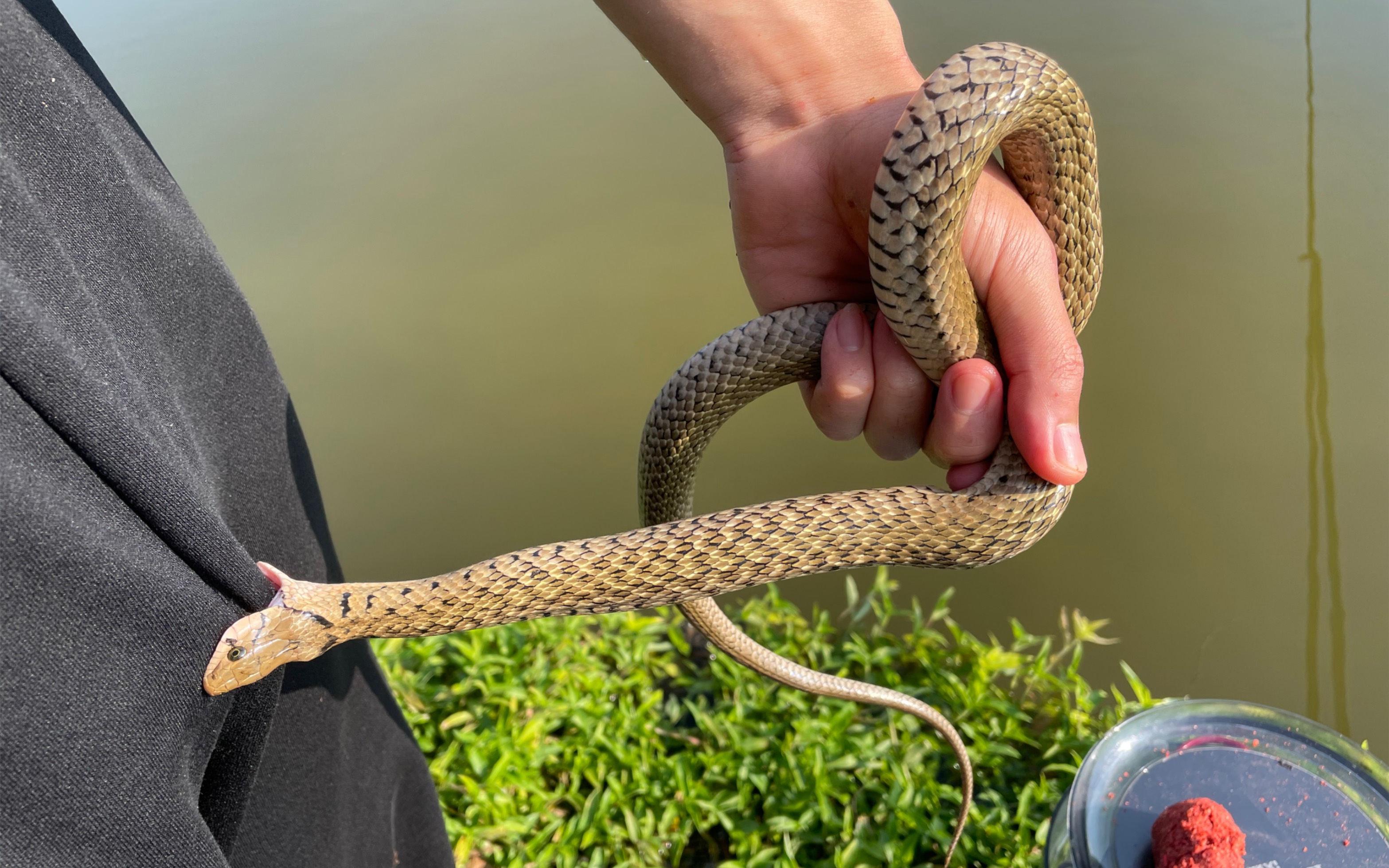 钓鱼遇到蛇怎么办?当然是跳下去抓它啊