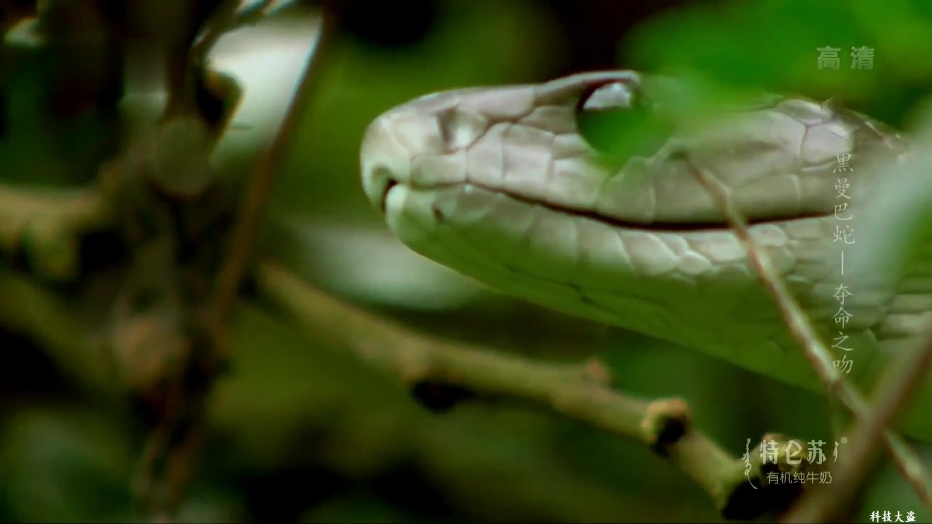 纪录片黑曼巴蛇夺命之吻