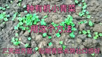 Tải video: 种有机小青菜，这样做三天出齐苗，后期青菜长势壮没病虫害口感好