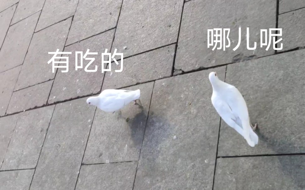 [图]来 喂 鸽 子 吧