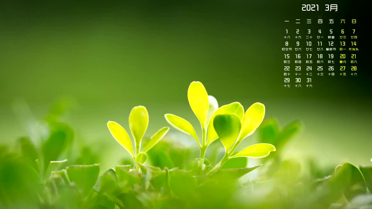 ppt 背景 壁纸 电脑桌面 发芽 绿色 绿色植物 嫩芽 嫩叶 新芽 植物