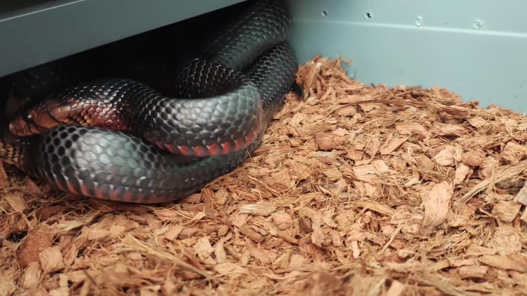 东部森林王蛇求偶视频_哔哩哔哩_bilibili