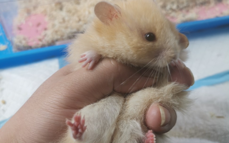 仓鼠面纹蜜怀孕啦