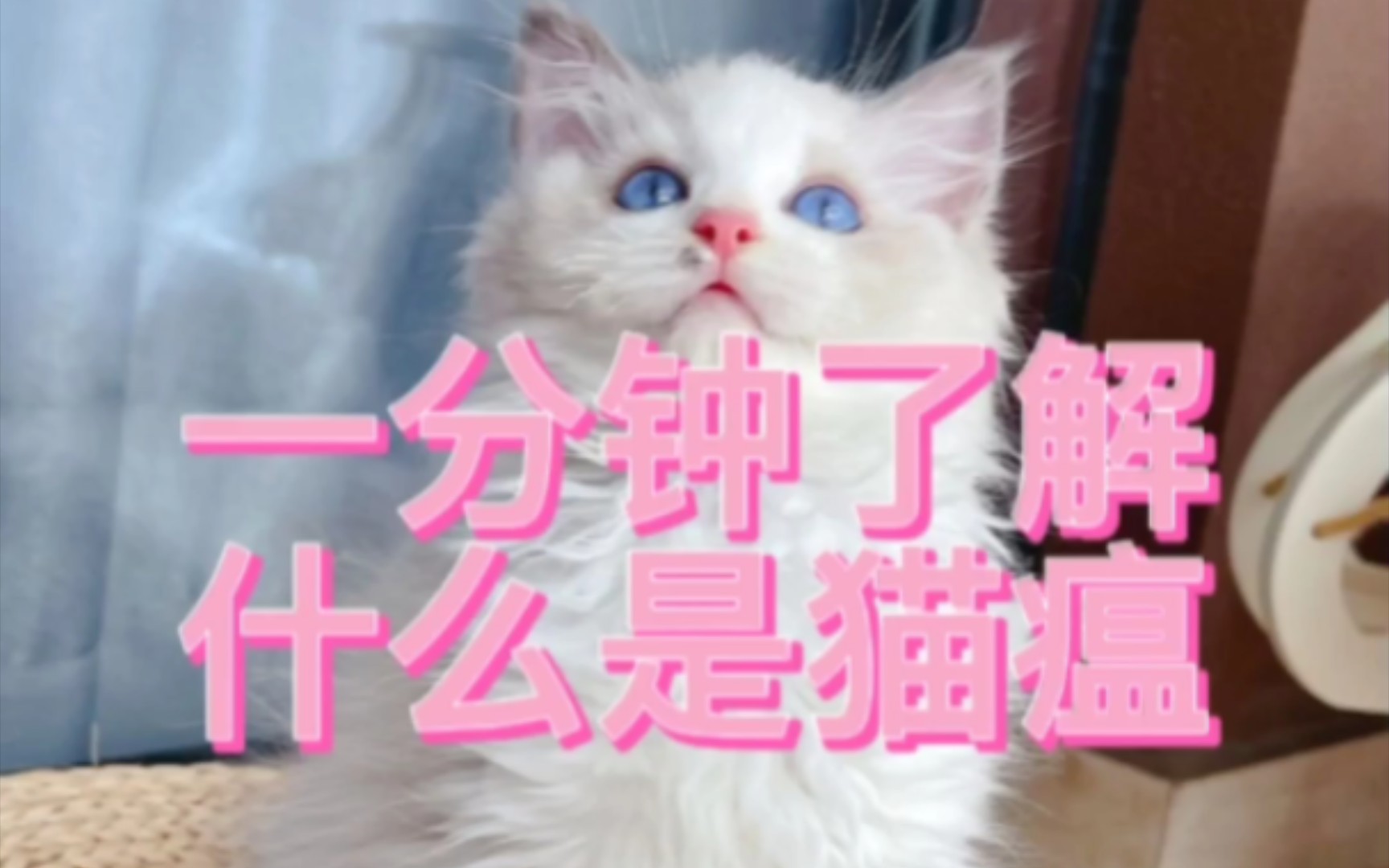 一分钟了解什么是猫瘟哔哩哔哩bilibili