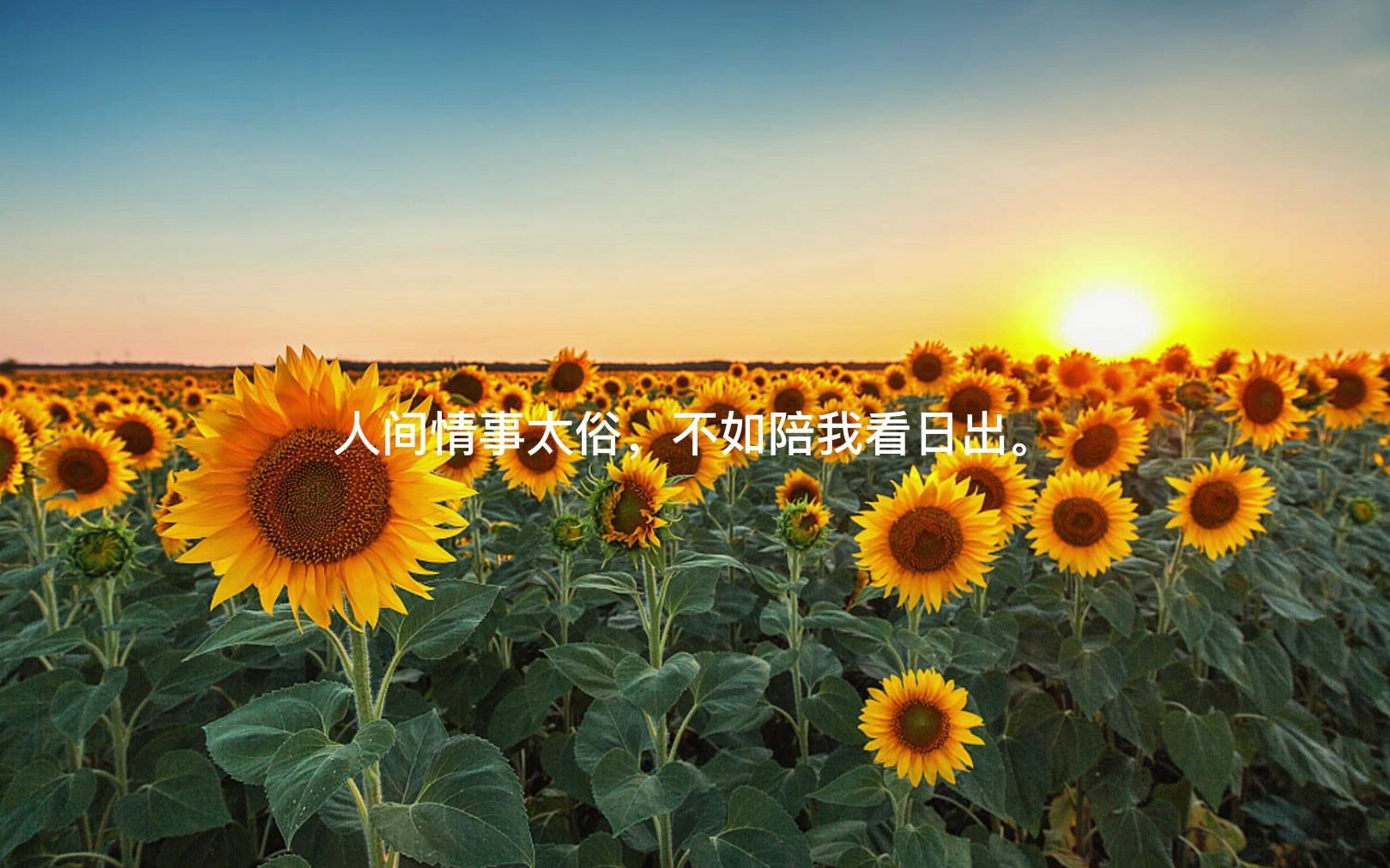 愿你一生努力,一生被爱,最想要的都拥有,得不到的都释怀.