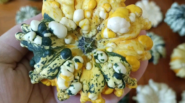 疙疙瘩瘩墨西哥葫芦