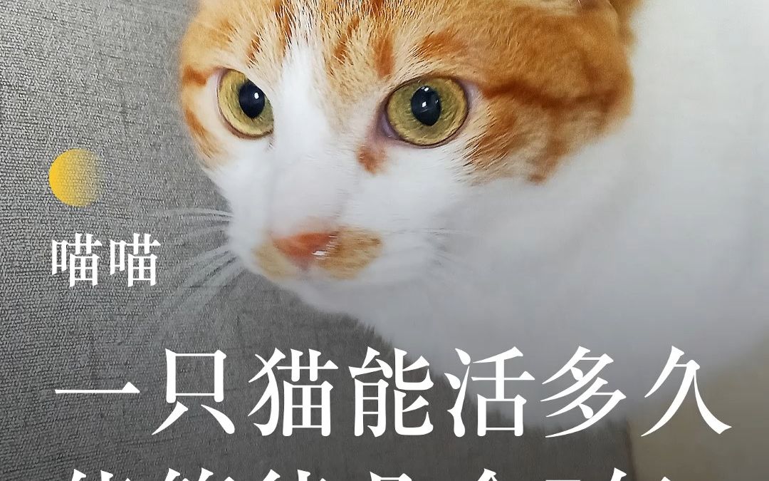 一只猫能活多久,能等待几个5年哔哩哔哩bilibili