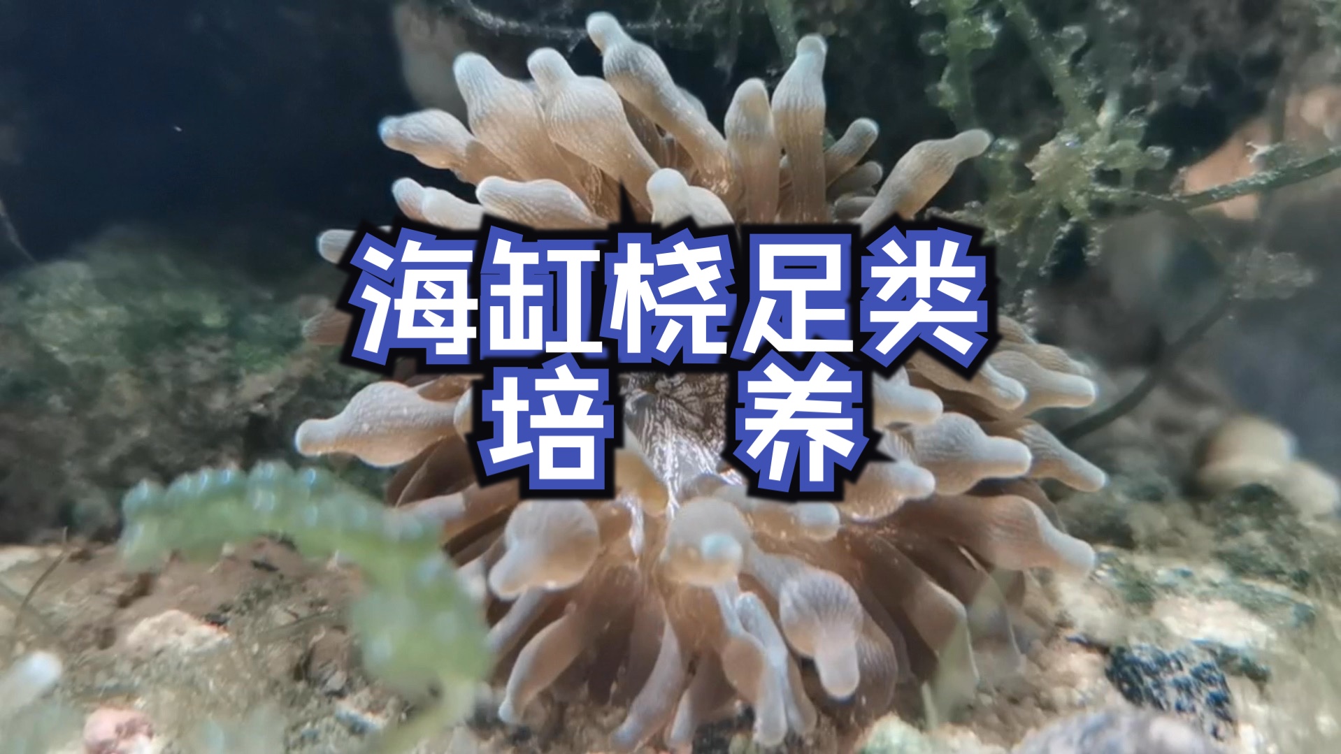 海缸桡足类图片