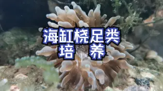 Descargar video: 海缸·桡足类培养（10月14日 ）