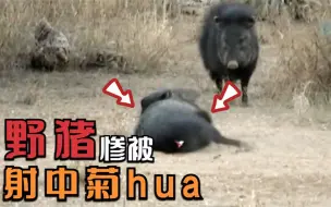 Download Video: 野猪被猎人一箭正中菊hua，它的兄弟一旁看热闹，结果也中招！