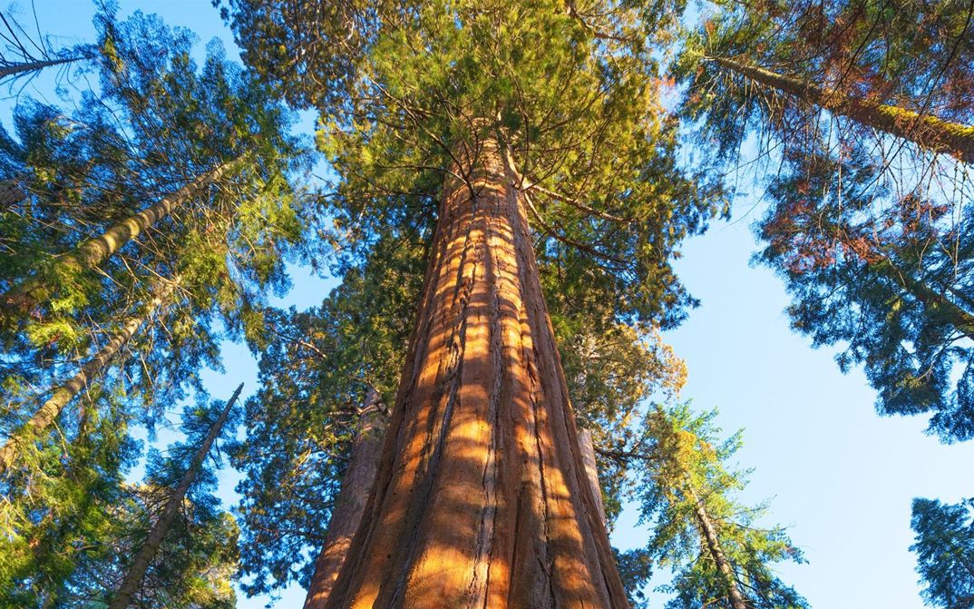 美国红杉国家公园 来看看世界上最大的树吧