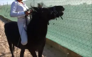 Скачать видео: 美女骑手调训小马