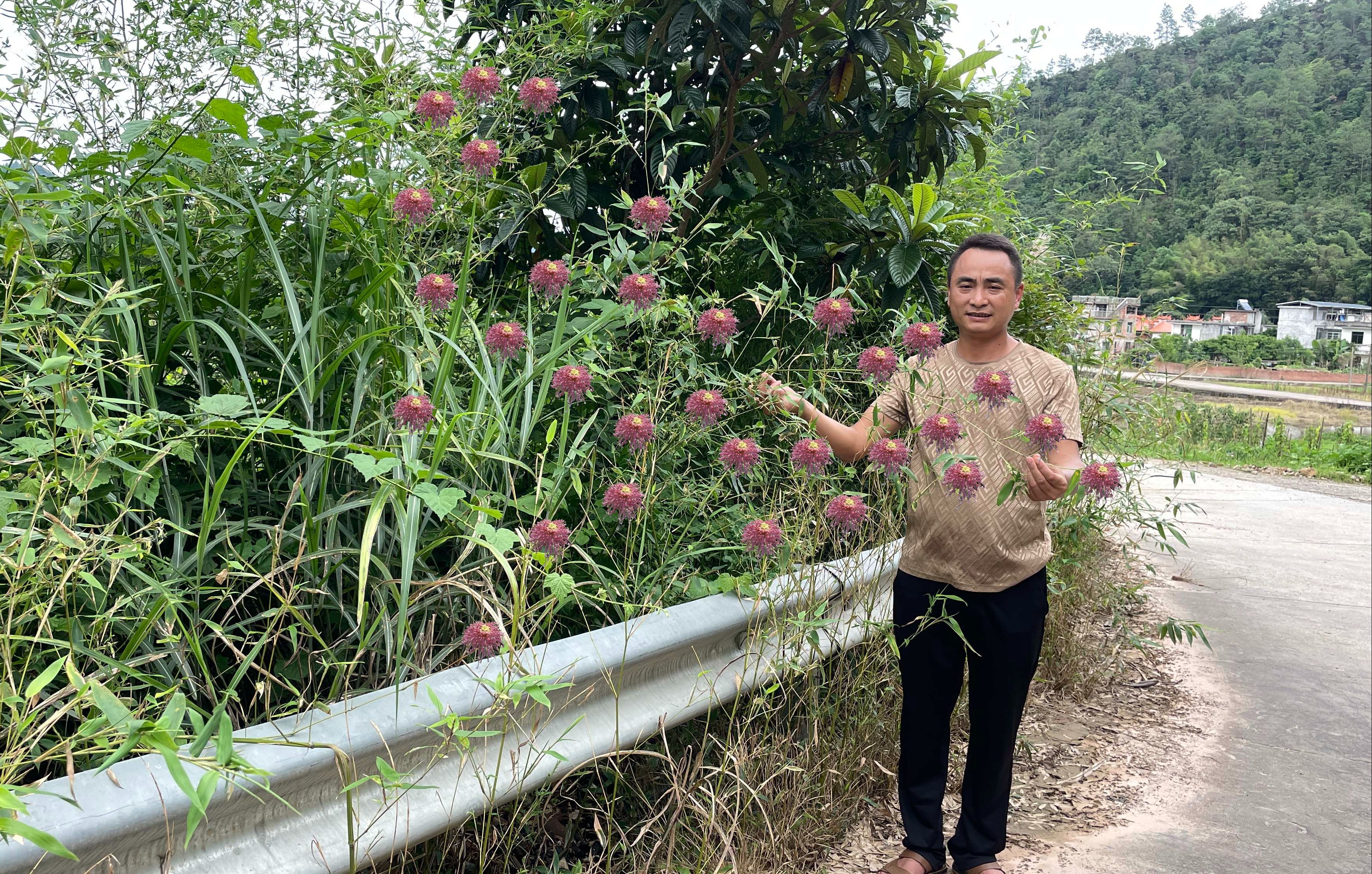 竹子开花意味着什么图片