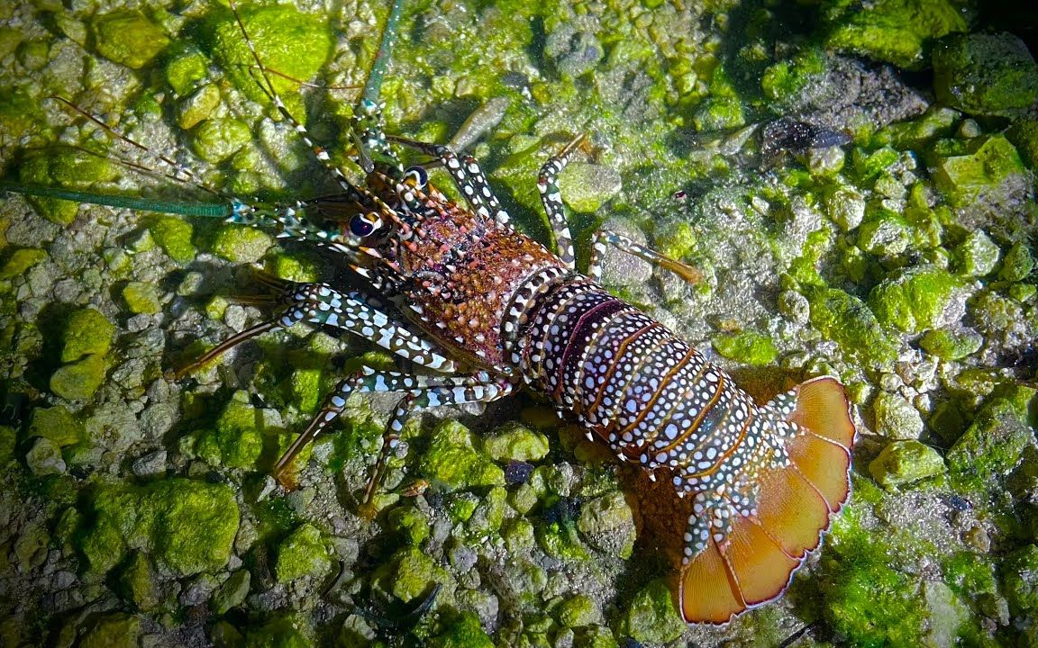 国外潜水抓龙虾,深海礁石缝隙都是龙虾窝,一抓就直接爆兜几十只
