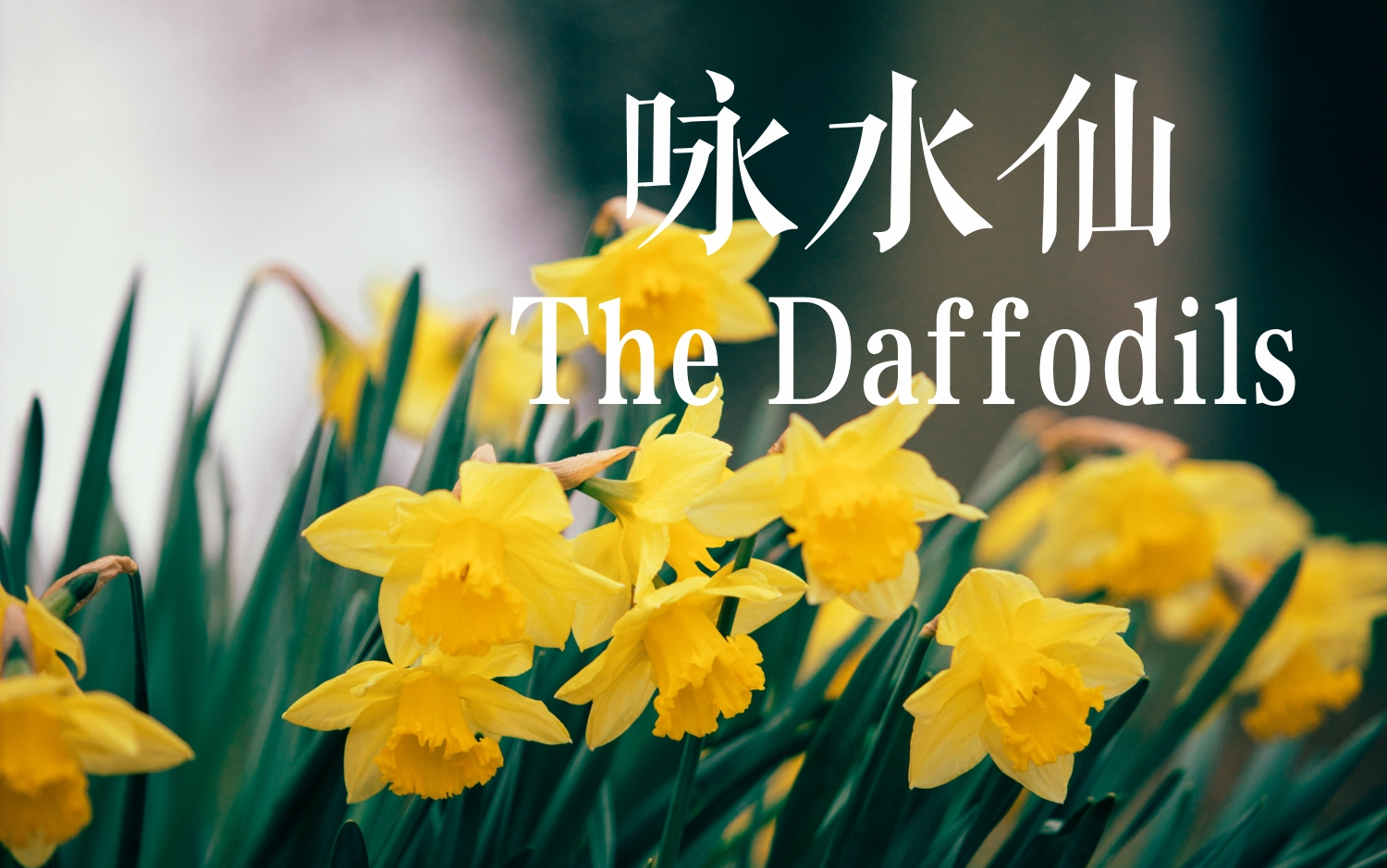 英音朗诵 | the daffodils(咏水仙)