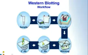 Video herunterladen: 【熟肉】Western Blot常见问题及解决办法-1-Western Blot全流程简介