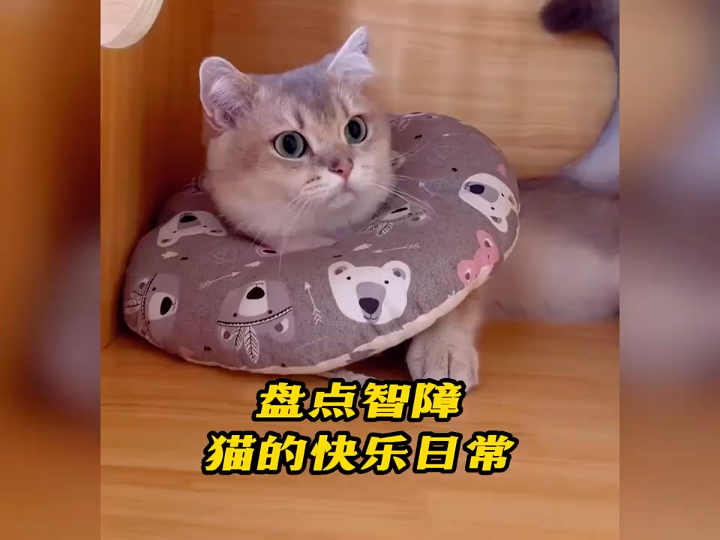 智障猫的快乐日常,太可爱了,千万别让女朋友看到哔哩哔哩bilibili