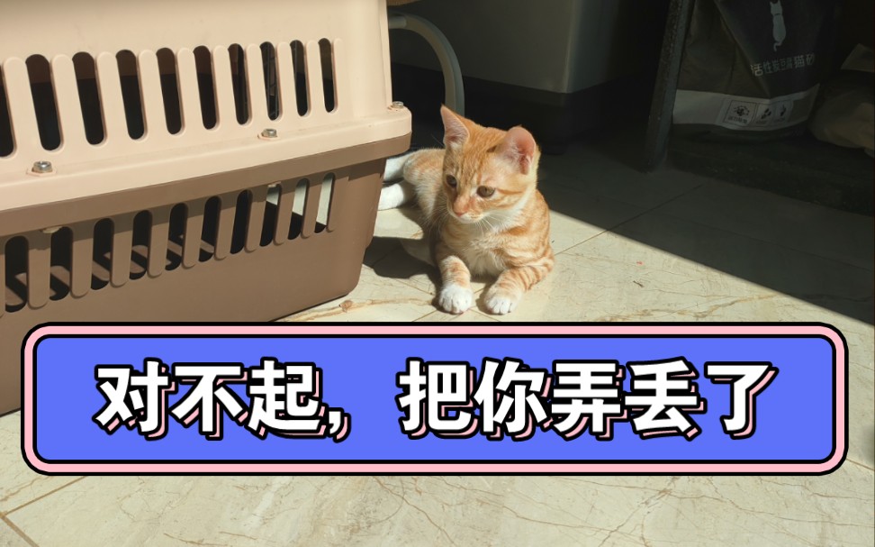 才四个月不到,我就把你弄丢了,对不起,希望你活的好好的,碰上好人