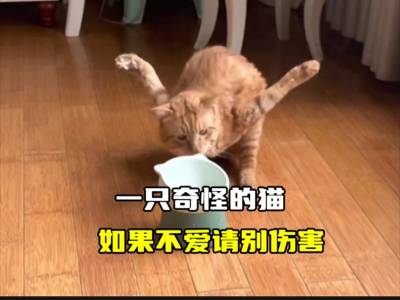 [图]一直奇怪的猫咪，如果不爱请别伤害