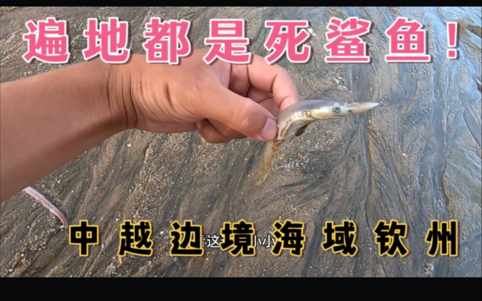 中越边境广西钦州海域赶海遍地都是死鲨鱼,有病毒感染?