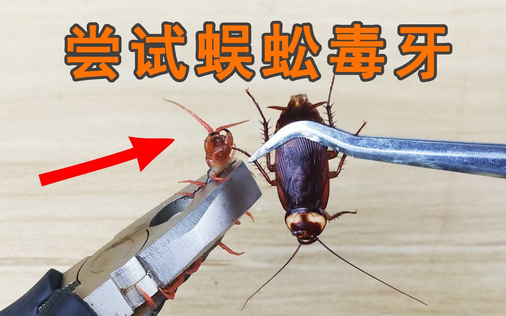 蜈蚣的毒牙到底有多厉害?咬一只蟑螂试试就知道了!
