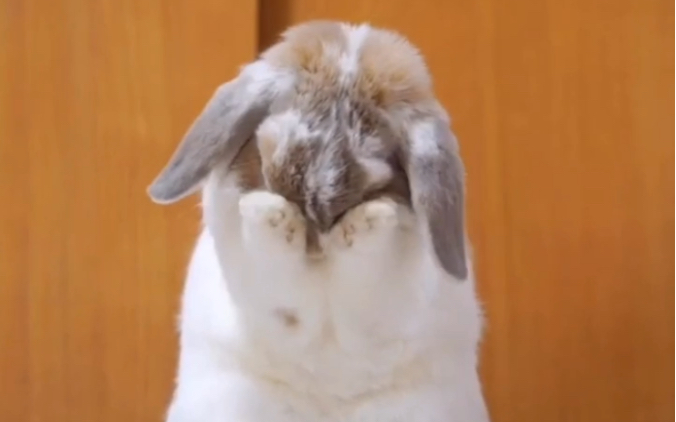 小兔子捂脸表情包害羞图片