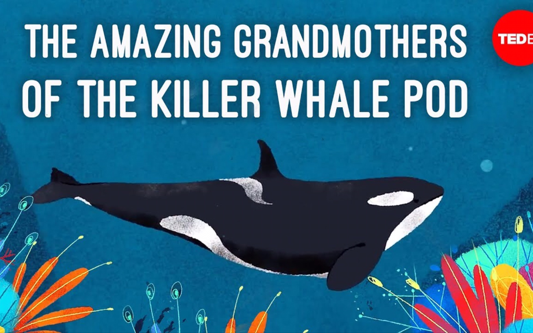 inside the killer whale matriarchy_哔哩哔哩 (゜-゜)つロ 干杯