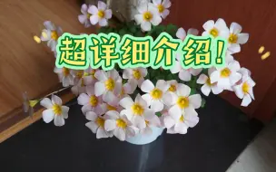 Download Video: 超详细ob酢浆草介绍！①樱桃石