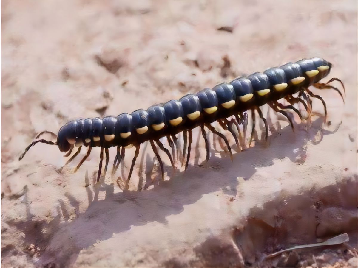 夜间活动的千足虫