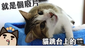 搬到新的地方猫跳台第三弹开箱啦秋比日记 56 哔哩哔哩 つロ干杯 Bilibili