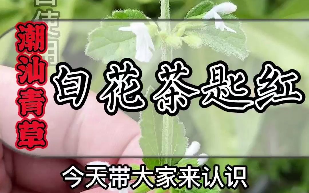白花茶匙红