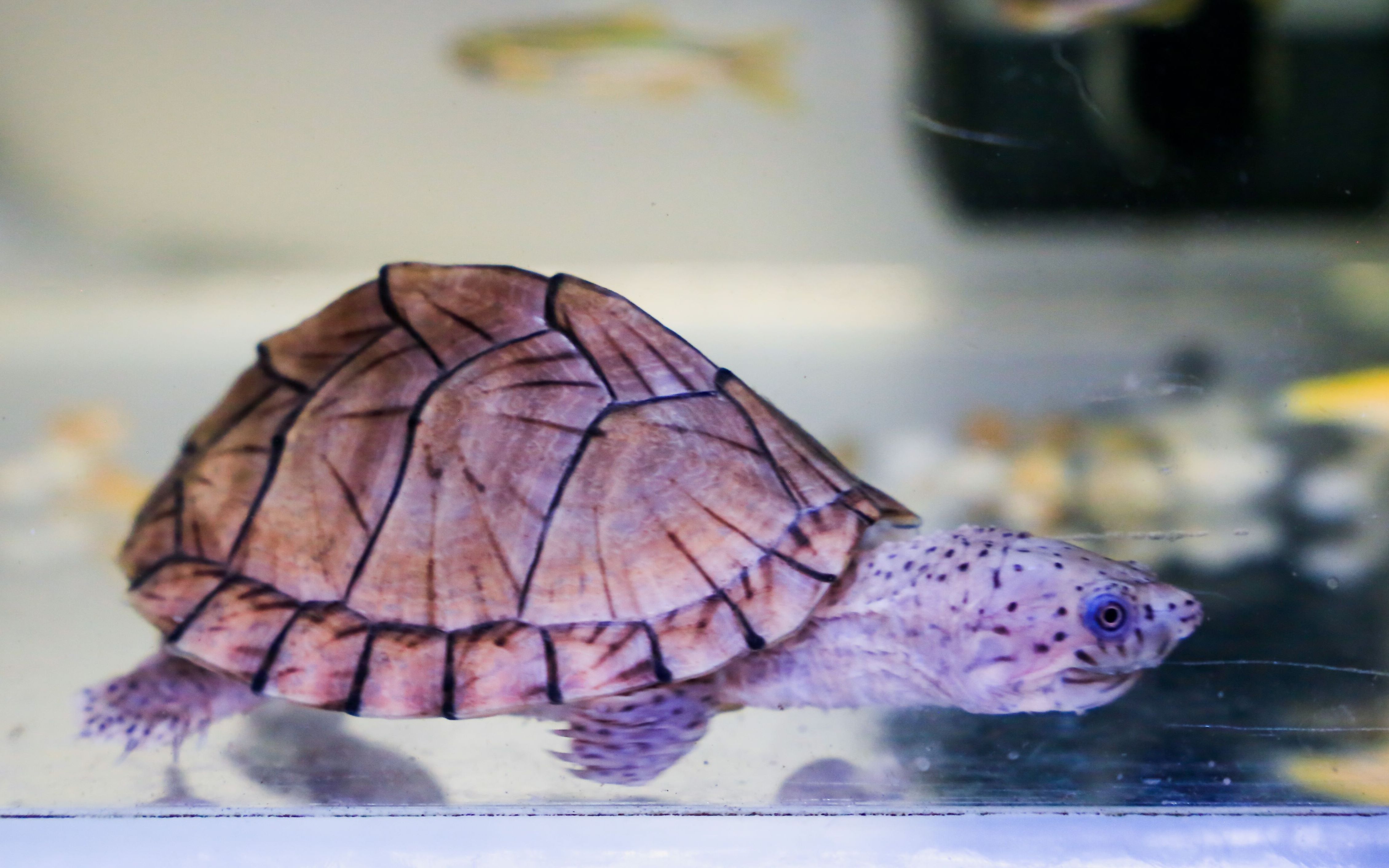 记录:剃刀龟~麝香龟,从开箱到一岁