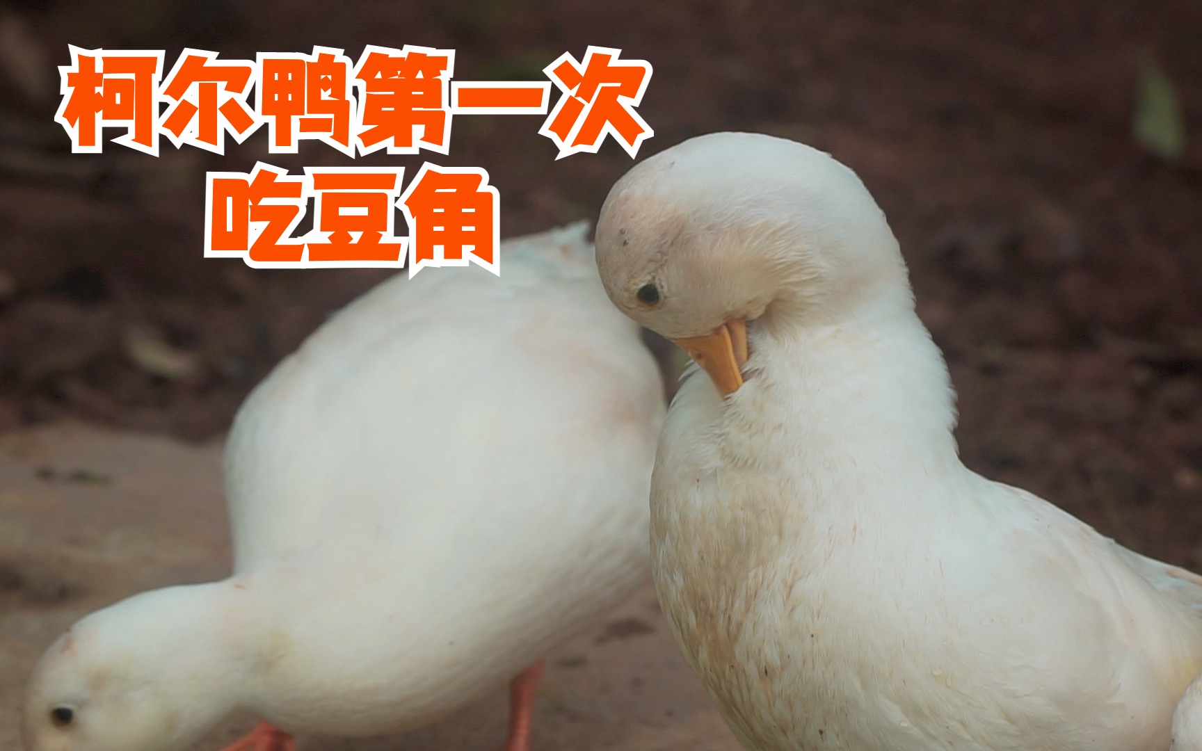 柯尔鸭第一次吃豆角,直呼过瘾_哔哩哔哩_bilibili