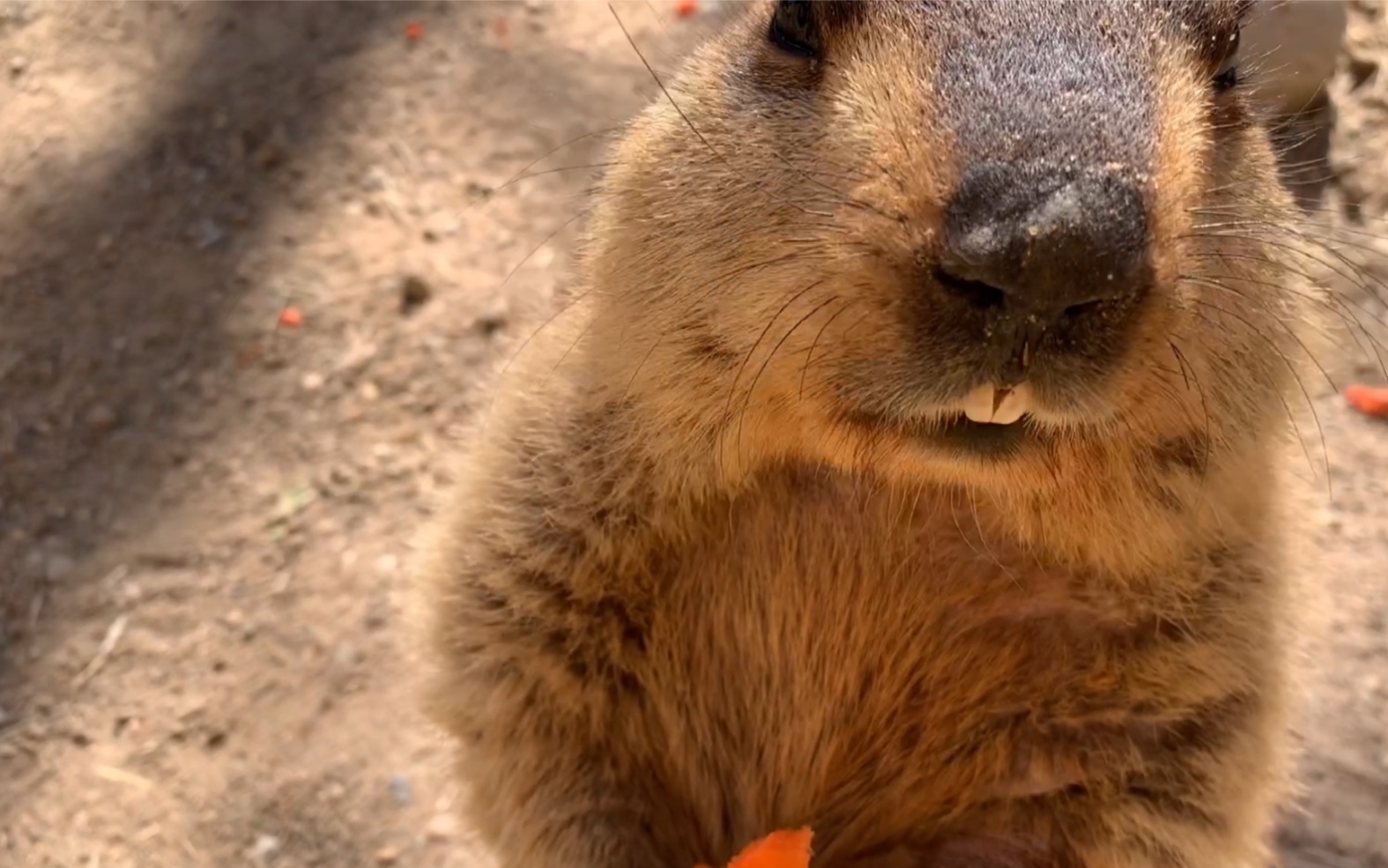 喂食初体验～可可爱爱都有脑袋!土拨鼠真的超呆萌!