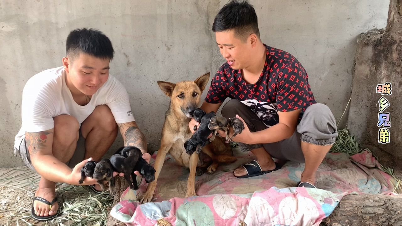 大黄狗生下八只杜宾小狗崽小哥俩乐开花,这下发财了哔哩哔哩bilibili