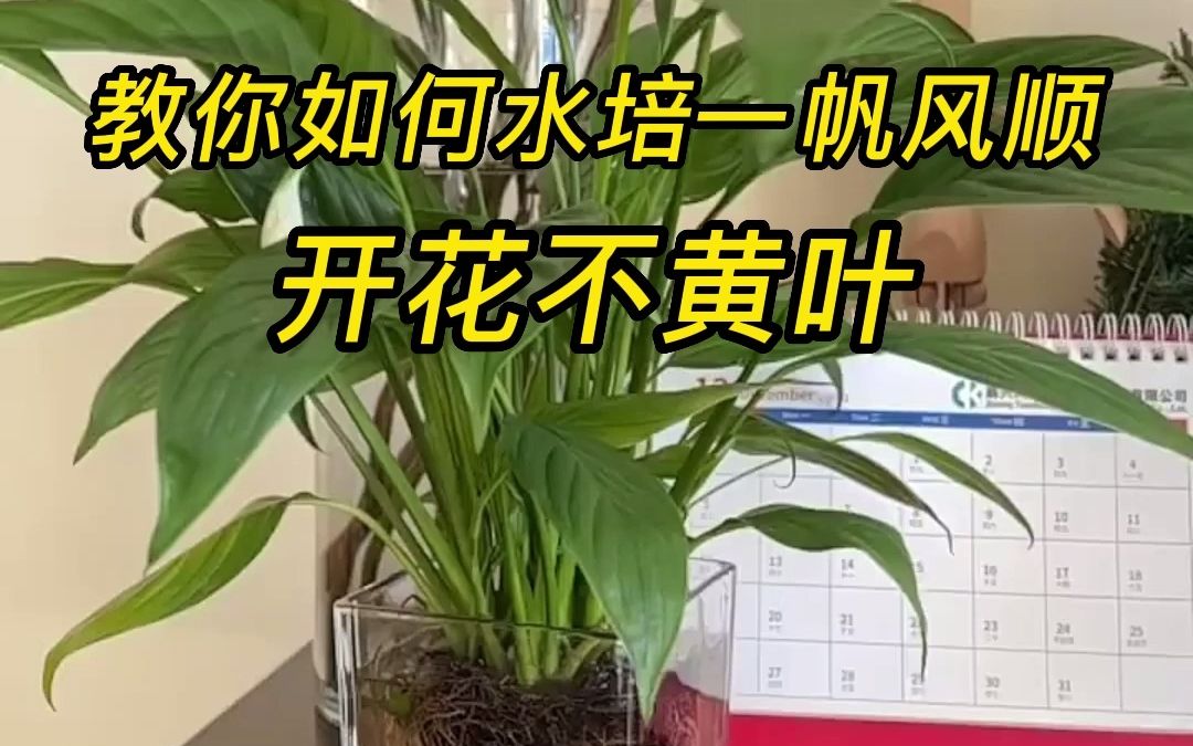 水培一帆风顺怎么养才能更旺盛?哔哩哔哩bilibili