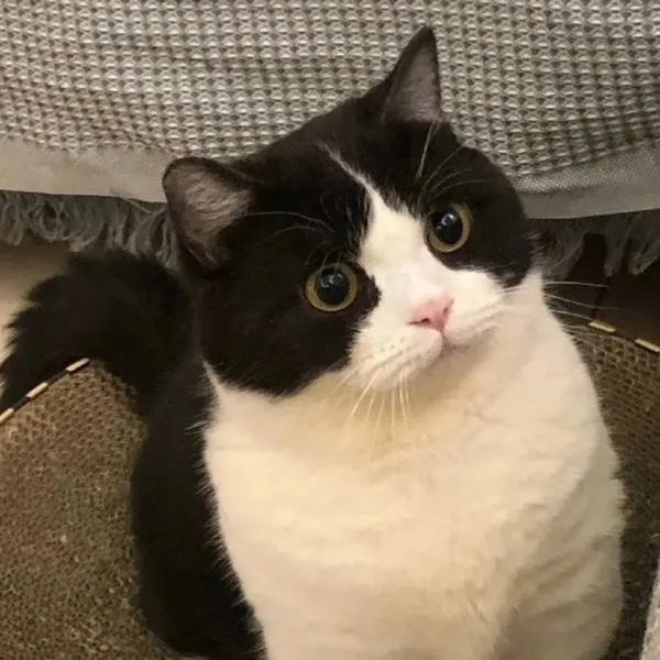 萌猫 高地立耳猫//妹妹