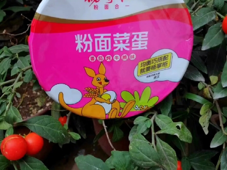 杨掌柜最新版的粉面菜蛋