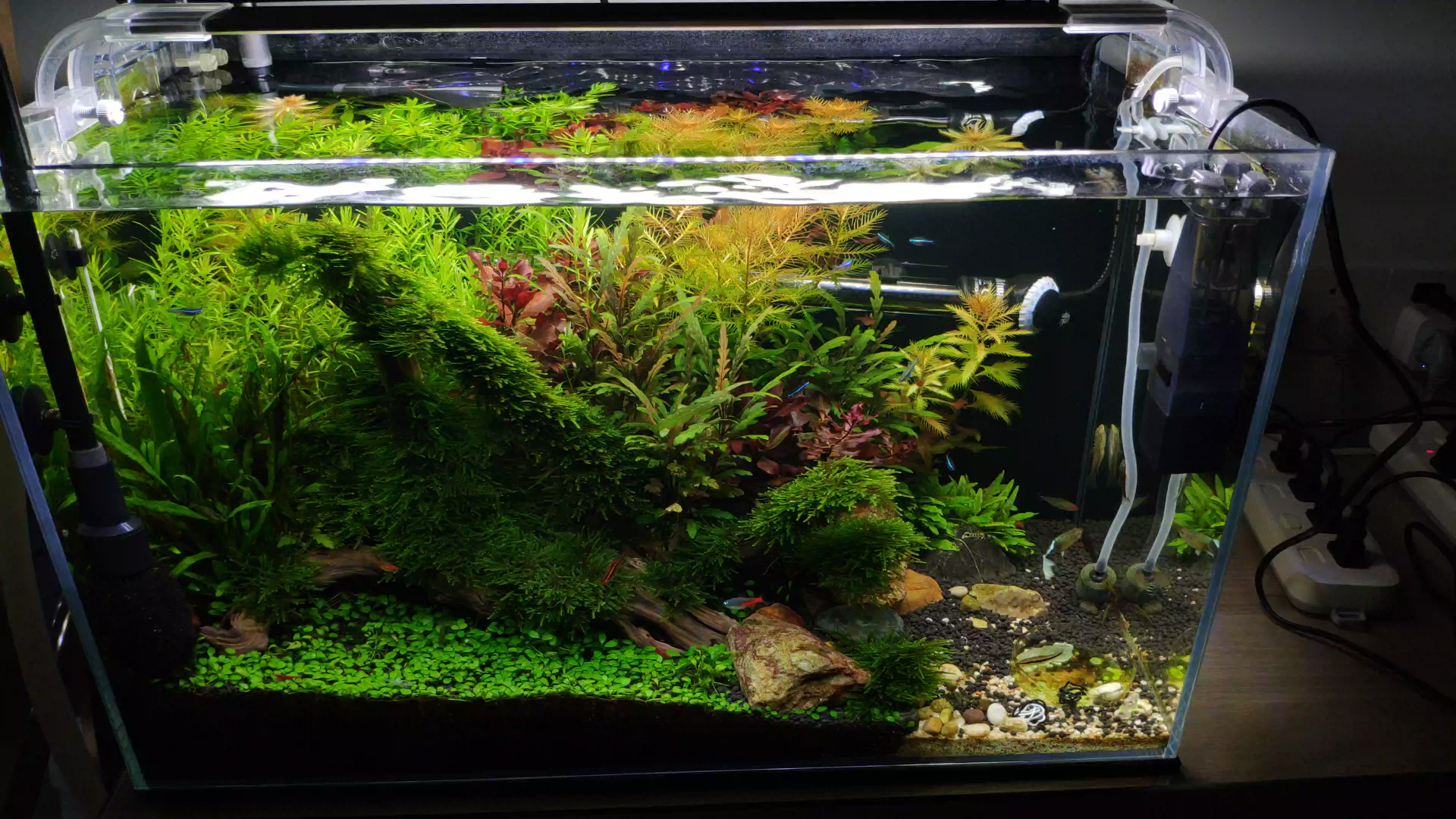 草缸除藻第三期经过三天连续点射戊二醛换水感觉对比之前是有效果的