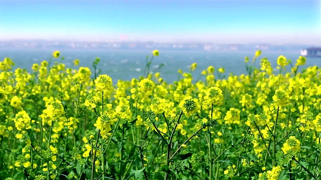 [图]4K高清油菜花