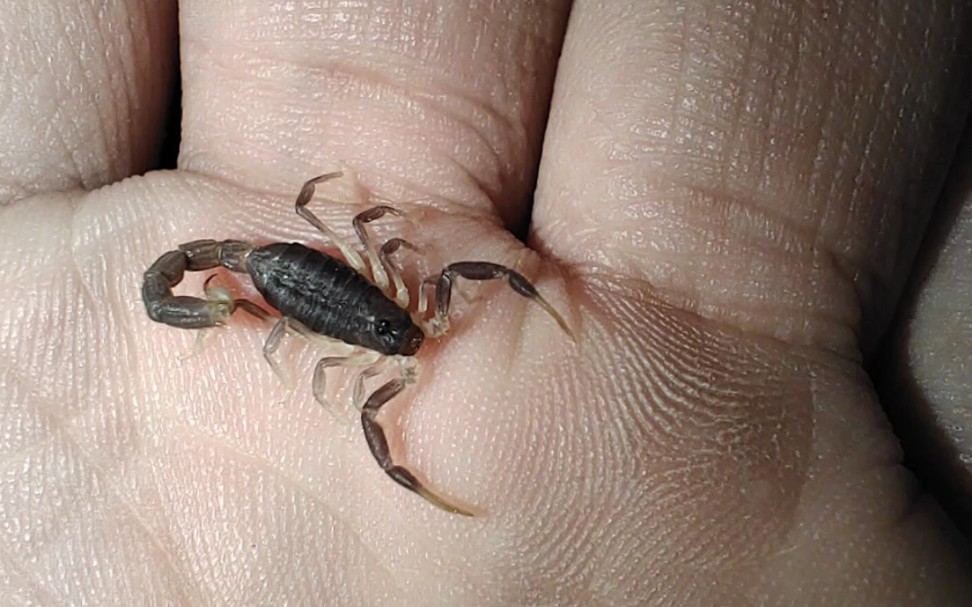 一期南非黑粗尾蝎(黑粗)的开箱视频