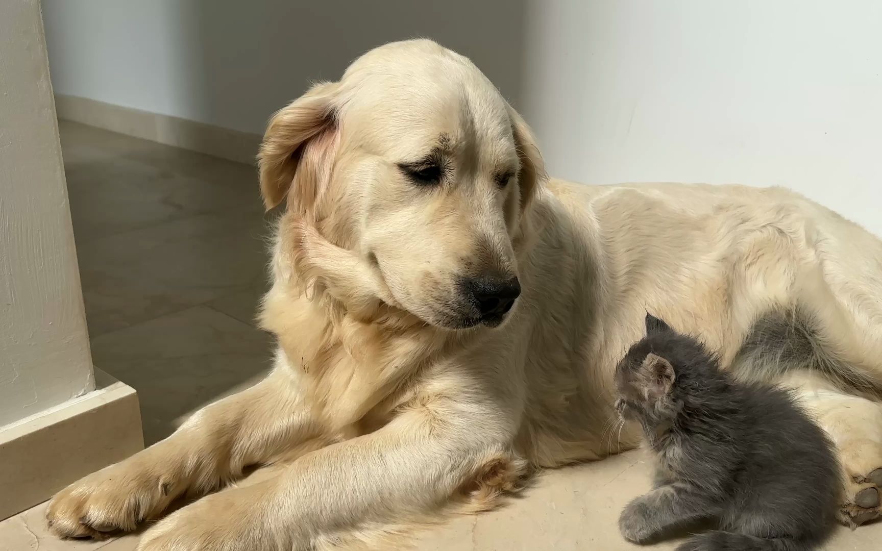 小奶猫与大金毛交朋友