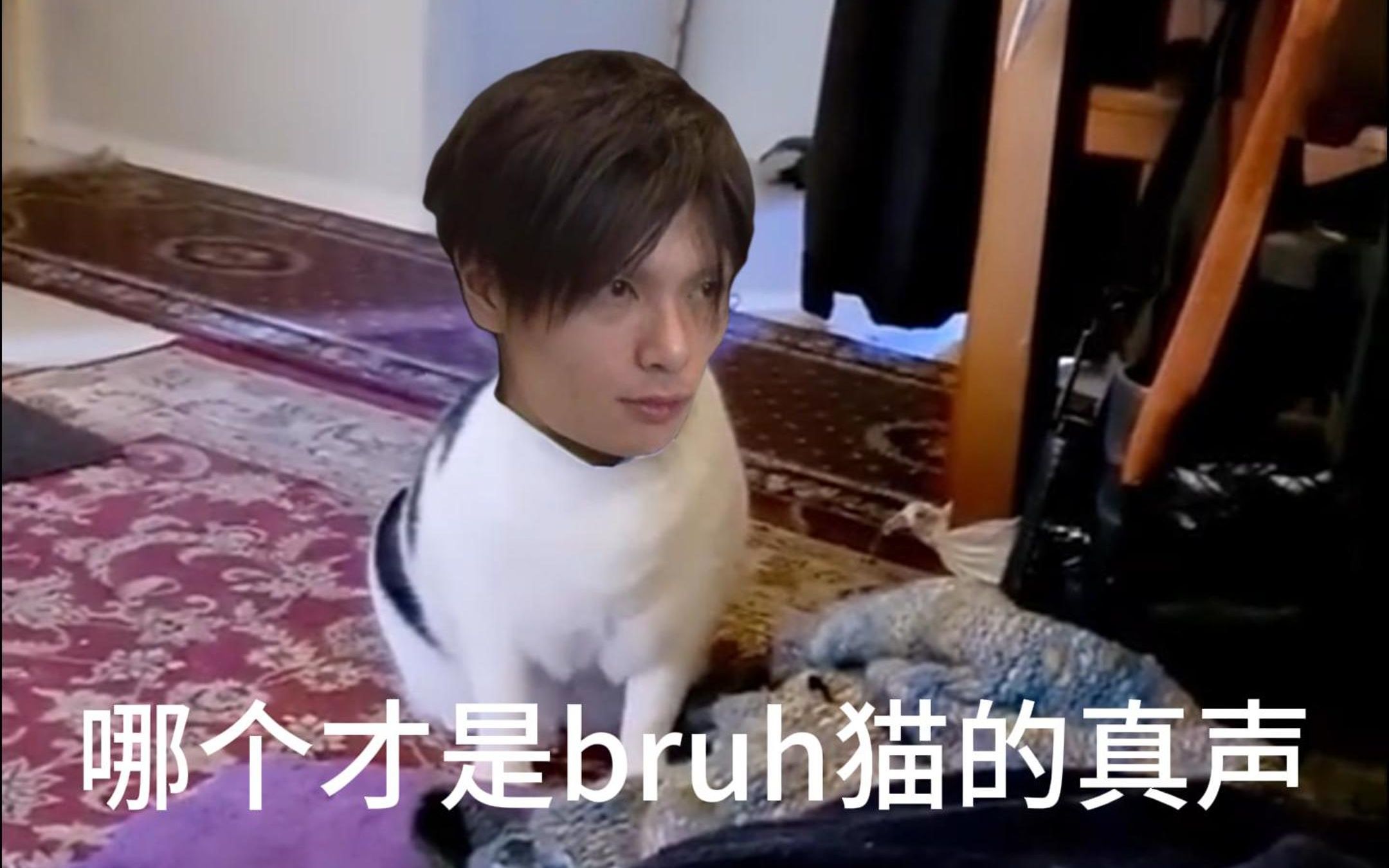 哪个才是德川猫的叫声