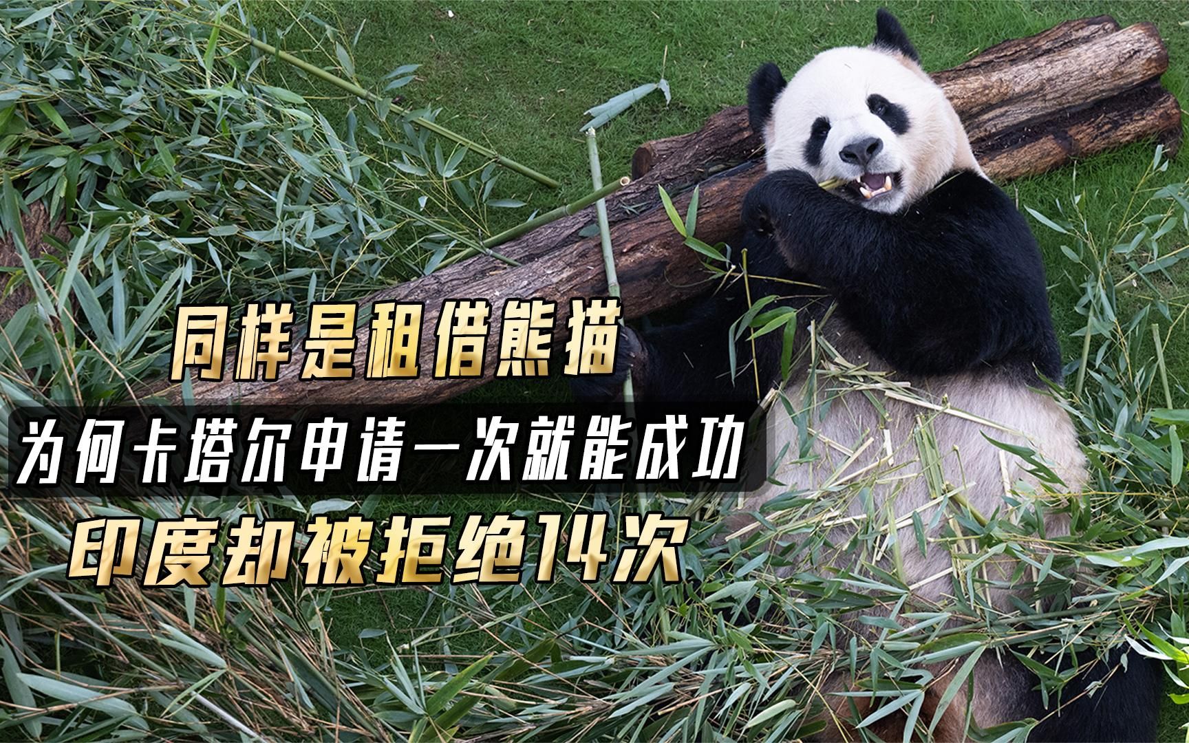 同样是租借熊猫,为何卡塔尔申请一次就能成功?印度却被拒绝14次