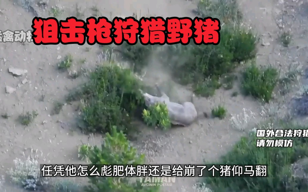 400斤的野猪一个个都被狙击枪放倒!镜头记录野猪被崩全过程