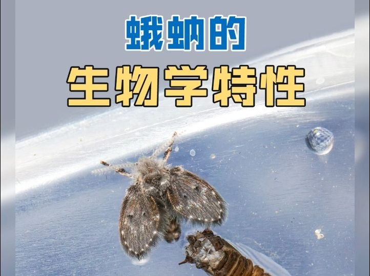 蛾蚋的生物学特性哔哩哔哩bilibili