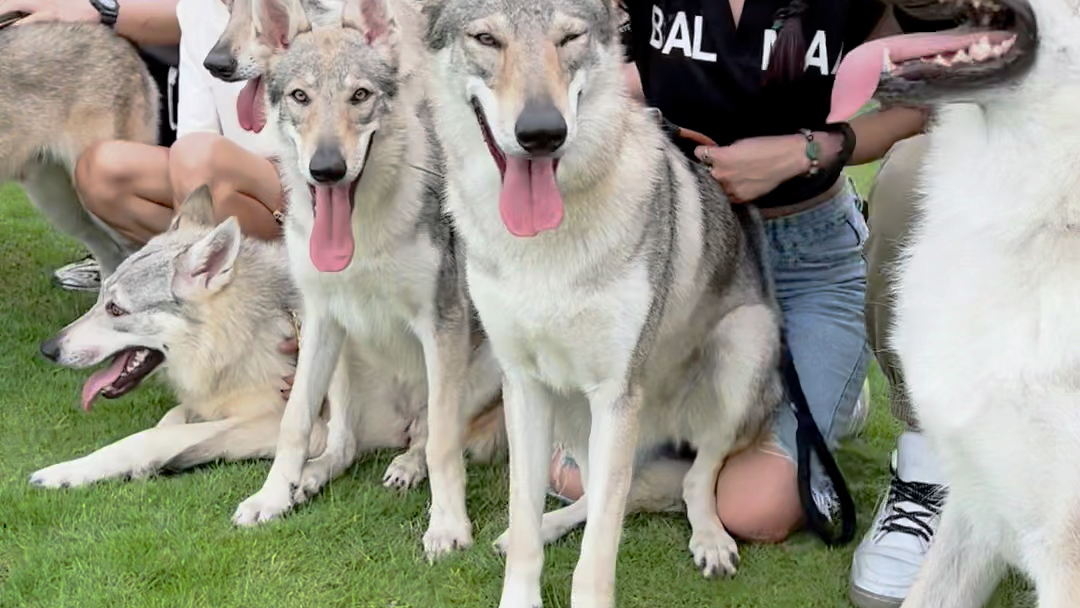 【捷克狼犬】捷克狼犬進入中國以來規模最大數量最多的一次聚會在成都